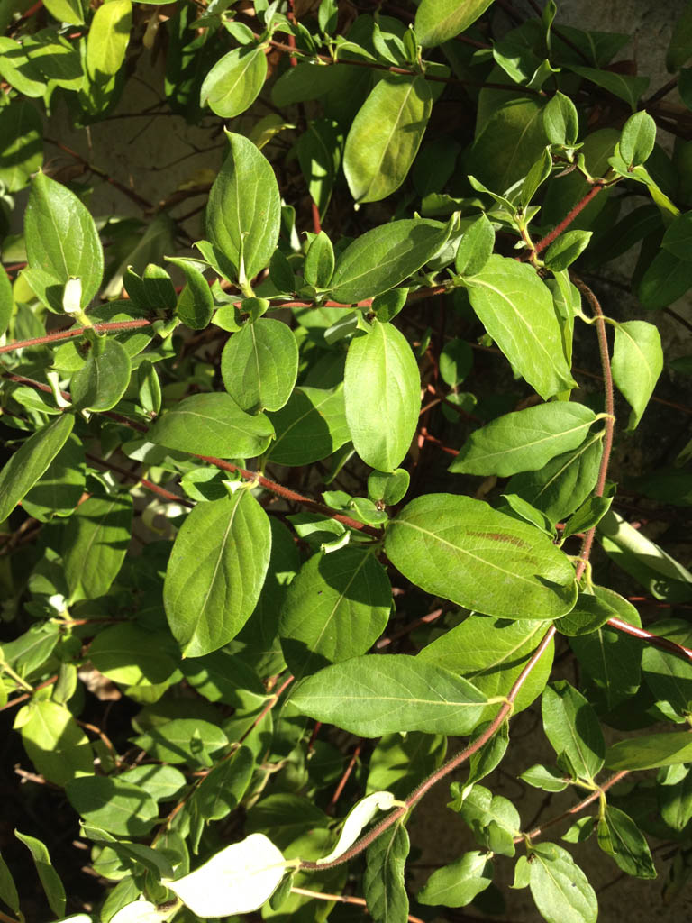 Lonicera japonica / Caprifoglio giapponese